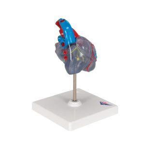 Klassiek hart met geleidingsysteem, 2-delig