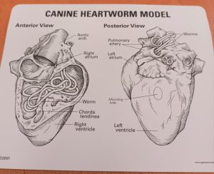 Hart hond, met hartworm