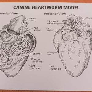 Hart hond, met hartworm