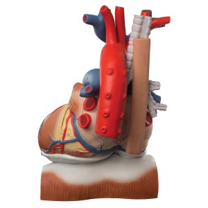Hart op middenrif 10-delig 3x ware grote
