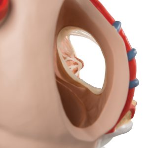 Hart op middenrif 10-delig 3x ware grote