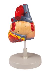 Hart Model, 2x ware grootte, 4-delig