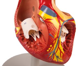 Hart Model, 2x ware grootte, 4-delig