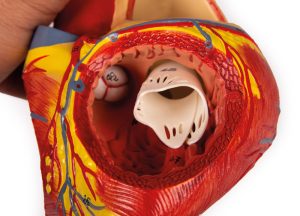 Hart Model, 2x ware grootte, 4-delig