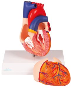 Hartmodel met infokaart