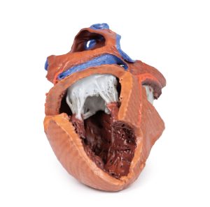 Hartreplica, 3D print, vergroot
