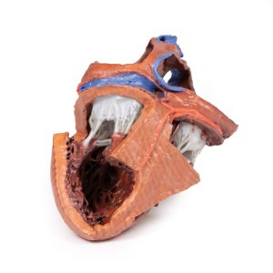Hartreplica, 3D print, vergroot