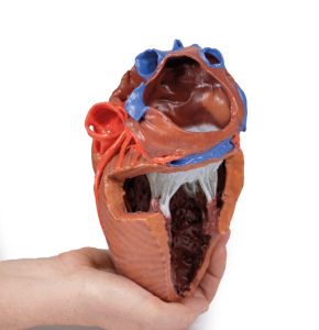 Hartreplica, 3D print, vergroot