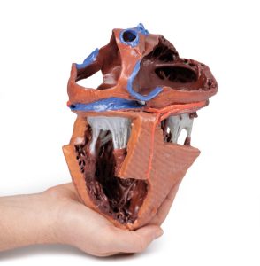 Hartreplica, 3D print, vergroot