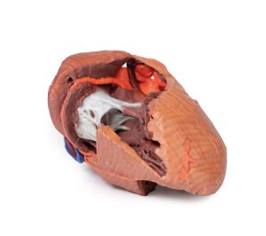 Hartreplica, 3D print, vergroot