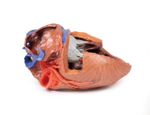 Hartreplica, 3D print, vergroot