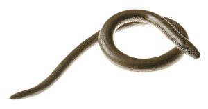 Hazelworm Model