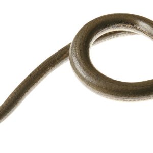 Hazelworm Model