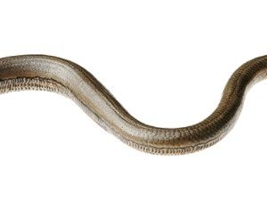 Hazelworm Model