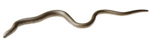 Hazelworm Model