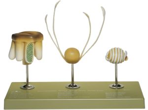 Heermoes Model, spore