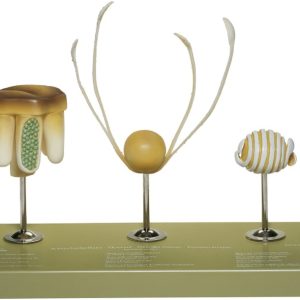 Heermoes Model, spore