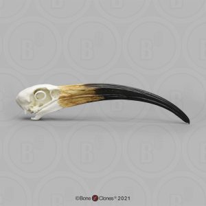 Heilige Ibis Schedelmodel