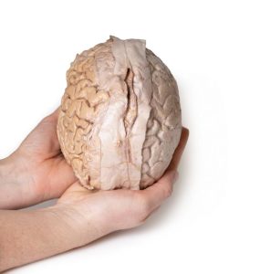 Hersenen (Cerebrum), 3D Print