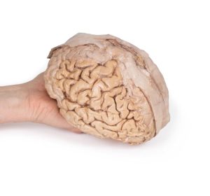 Hersenen (Cerebrum), 3D Print