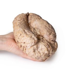 Hersenen (Cerebrum), 3D Print