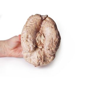 Hersenen (Cerebrum), 3D Print