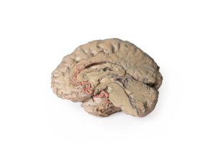 Hersenen Hemisectie, 3D Print