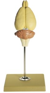 Hersenen Rat Model