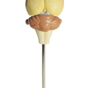 Hersenen Rat Model