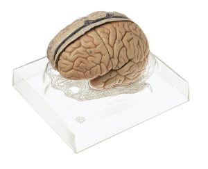 Hersenmodel met Dura Mater, 6-delig