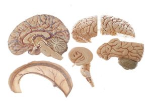 Hersenmodel met Dura Mater, 6-delig