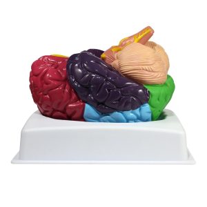 Hersenmodel met gekleurde zones