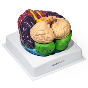 Hersenmodel met gekleurde zones