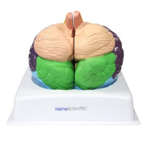 Hersenmodel met gekleurde zones