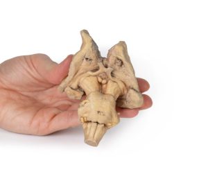 Hersenstam, 3D Print