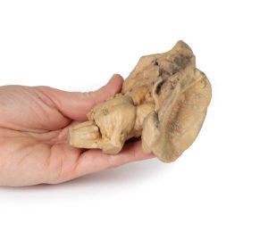 Hersenstam, 3D Print