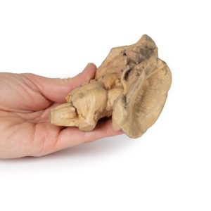 Hersenstam, 3D Print