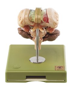 Hersenstam model, 12-delig