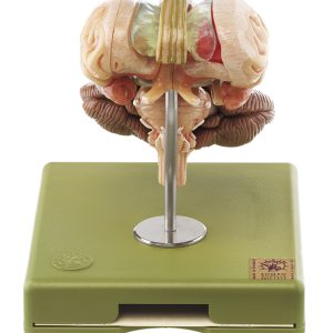 Hersenstam model, 12-delig