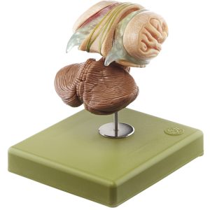 Hersenstam model, 12-delig