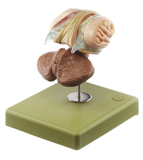 Hersenstam model, 12-delig