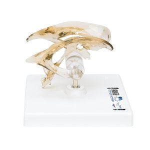 Hersenventrikel model