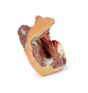 Mannelijk Linker Heup & proximale dij, 3Dprint