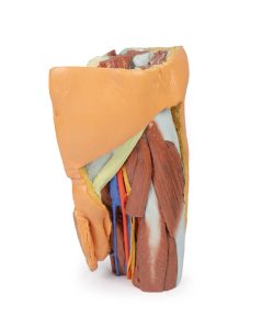 Mannelijk Linker Heup & proximale dij, 3Dprint
