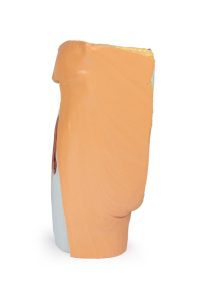 Mannelijk Linker Heup & proximale dij, 3Dprint