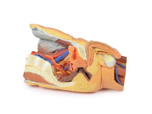Mannelijk Linker Heup & proximale dij, 3Dprint