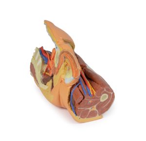Mannelijk Linker Heup & proximale dij, 3Dprint