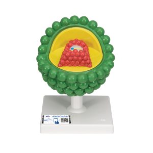 HIV Model