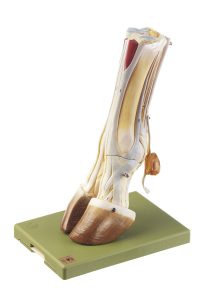 Hoef Model Koe