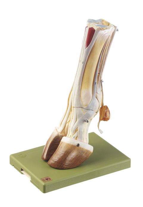 Hoef Model Koe